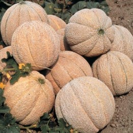 Superstar Melon Seeds - 1.935