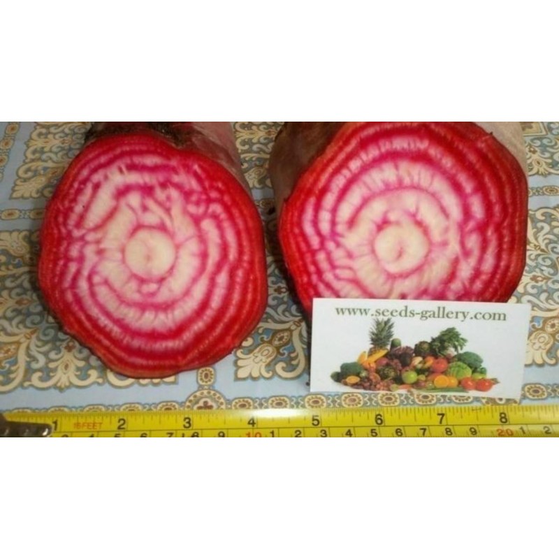 Exotic Beetroot Seeds - Chioggia | Seeds Shop Store