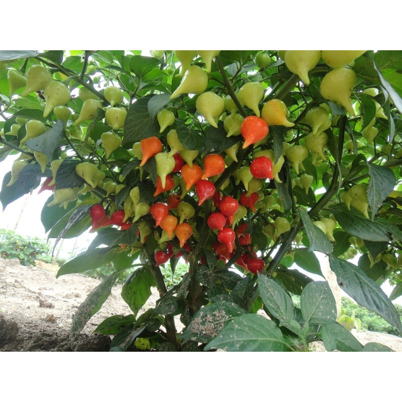 Semi di Peperoncino Chupetinho - Biquinho Rosso o Giallo | Seeds Shop Store