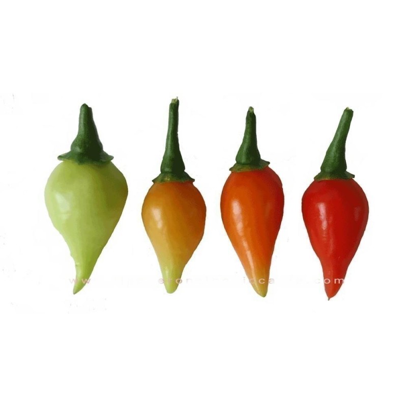Semi di Peperoncino Chupetinho - Biquinho Rosso o Giallo | Seeds Shop Store