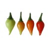 Sementes De Pimenta Chupetinho - Biquinho Vermelho ou Amarelo - 1.89