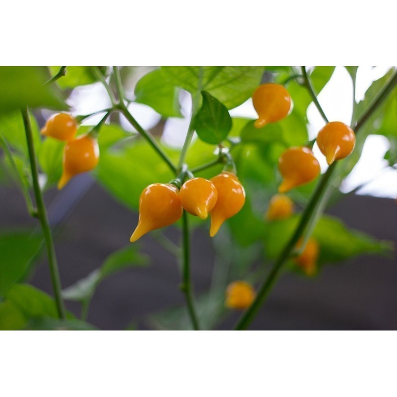 Semi di Peperoncino Chupetinho - Biquinho Rosso o Giallo | Seeds Shop Store
