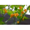 Semi di Peperoncino Chupetinho - Biquinho Rosso o Giallo | Seeds Shop Store