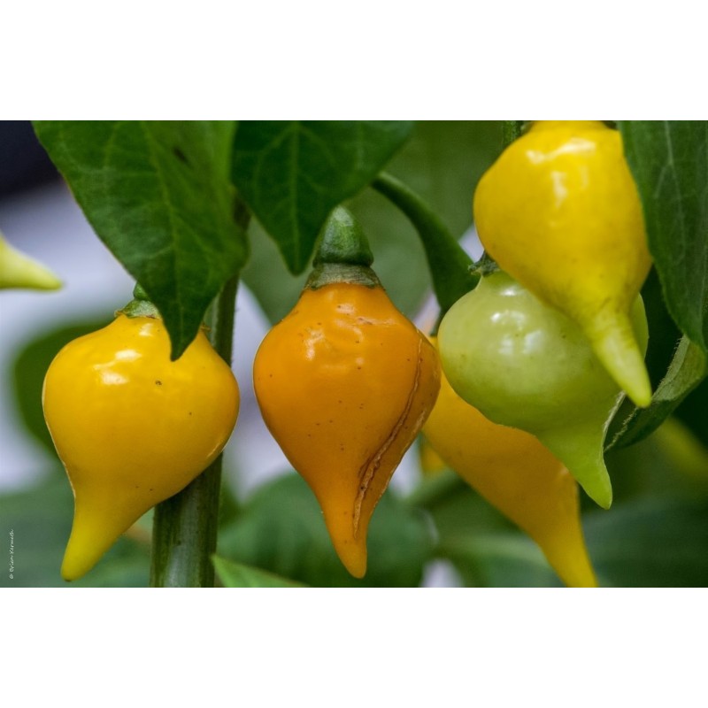 Semi di Peperoncino Chupetinho - Biquinho Rosso o Giallo | Seeds Shop Store