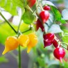 Semi di Peperoncino Chupetinho - Biquinho Rosso o Giallo | Seeds Shop Store
