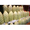 White Bitter Melon Seeds (Momordica Charantia) | Seeds Shop Store