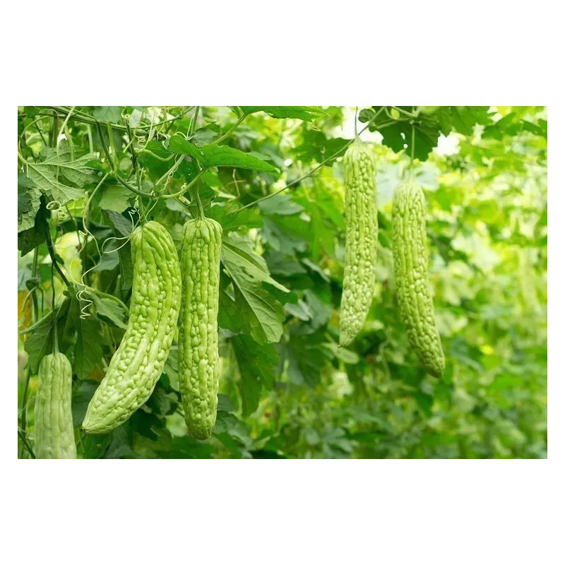 White Bitter Melon Seeds (Momordica Charantia) | Seeds Shop Store