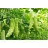 White Bitter Melon Seeds (Momordica Charantia) | Seeds Shop Store