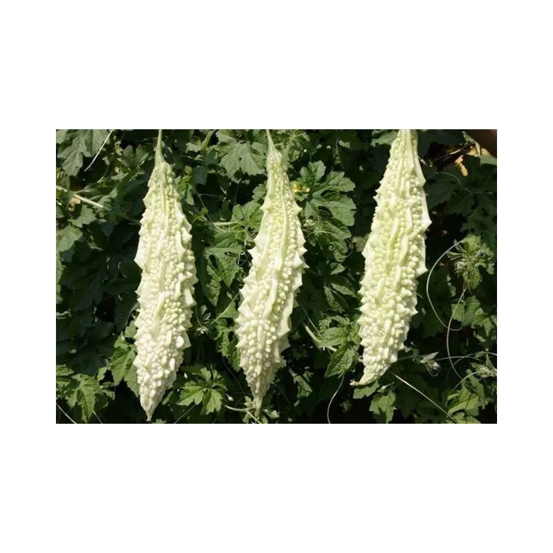 White Bitter Melon Seeds (Momordica Charantia) | Seeds Shop Store