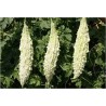 White Bitter Melon Seeds (Momordica Charantia) | Seeds Shop Store