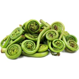 Spore - Semi di Matteuccia (Matteuccia struthiopteris) - 2.655