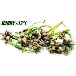 Luftzwiebel - Etagenzwiebel Samen (Allium proliferum) - 7.155