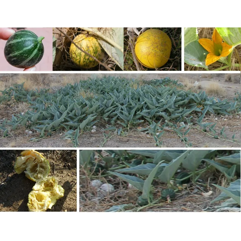 Sementes de Cabaça de Búfalo (Cucurbita foetidissima) | Seeds Shop Store