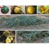 Sementes de Cabaça de Búfalo (Cucurbita foetidissima) | Seeds Shop Store