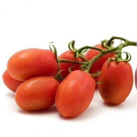 Tomato Seeds Rio Grande - 1.395