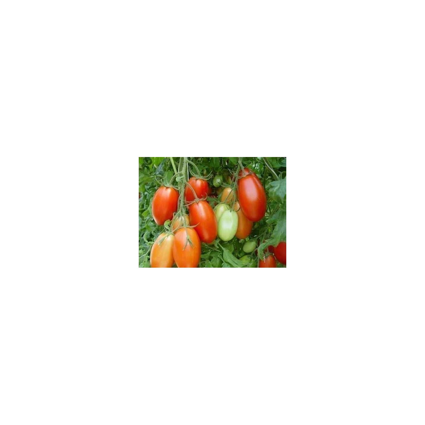 Tomato Seeds Rio Grande - 1.395