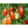 Tomato Seeds Rio Grande - 1.395