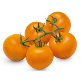 Semente de tomate alemão AURIGA (Solanum lycopersicum) - 1.665