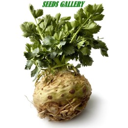 Giant Prague Celeriac Seeds - 410.513513