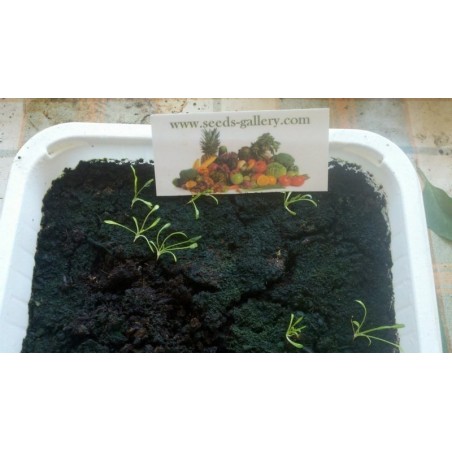 Maca 50.000 Sementes (Lepidium meyenii) | Seeds Shop Store