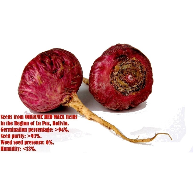 Maca 50.000 Sementes (Lepidium meyenii) | Seeds Shop Store