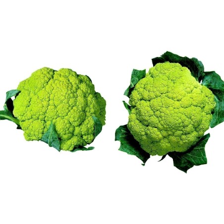 Grüne Blumenkohl Samen | Seeds Shop Store