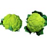 Green Cauliflower Seeds | Seeds Shop Store