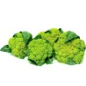 Green Cauliflower Seeds | Seeds Shop Store