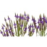 Holy Herb - Common Vervain Seeds (Verbena officinalis) - 1.8