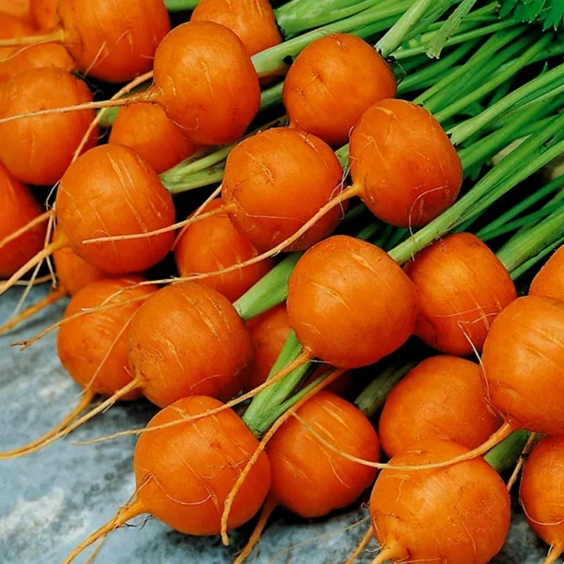 Carrot Seeds Parisian - Paris Market | Seeds Shop Store