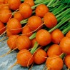 Carrot Seeds Parisian - Paris Market | Seeds Shop Store