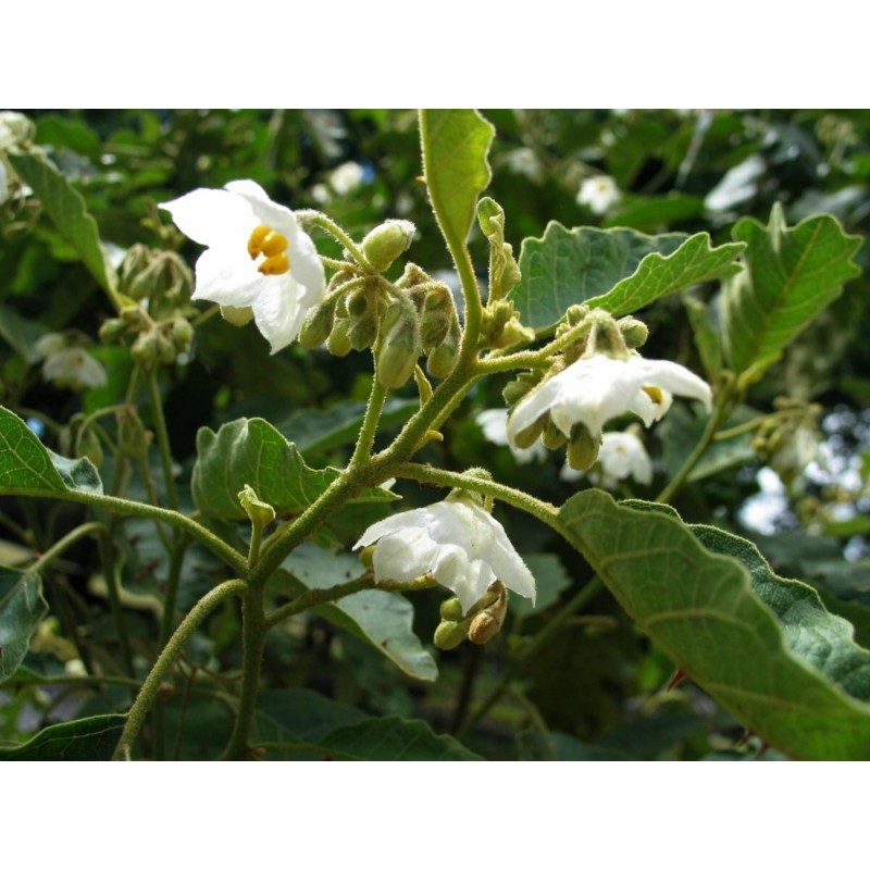 Semi di Fico Del Diavolo (Solanum torvum) | Seeds Shop Store