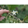 Semi di Fico Del Diavolo (Solanum torvum) | Seeds Shop Store