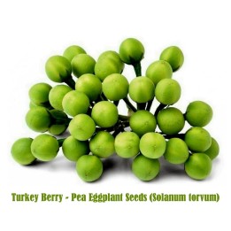 Semínka Turkey Berry - petit baklažán (Solanum torvum) - 1.65