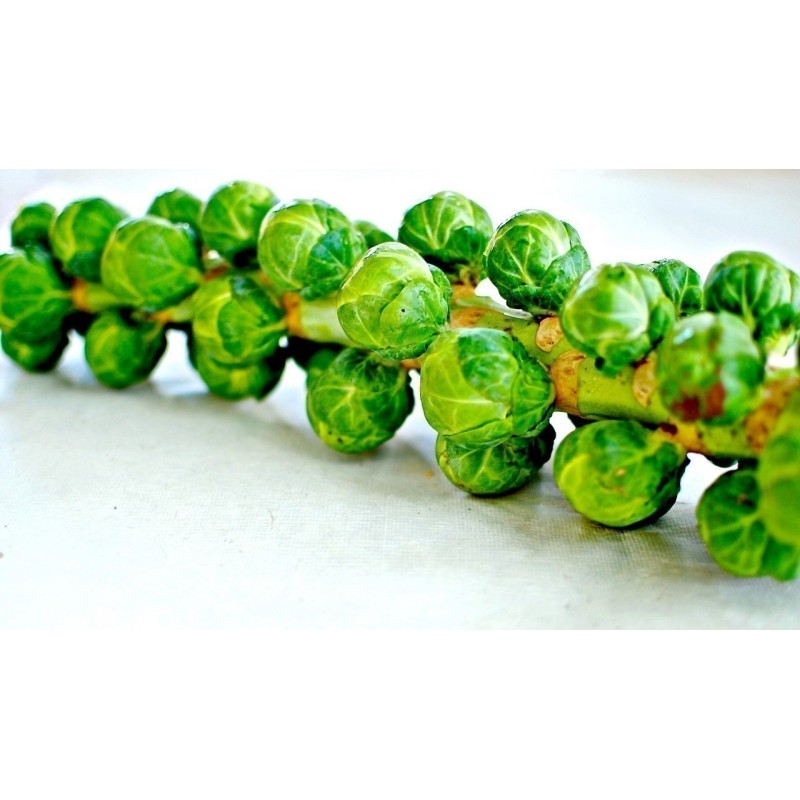 Prokelj - Kelj pupcar Seme Long Island Herkules | Seeds Shop Store