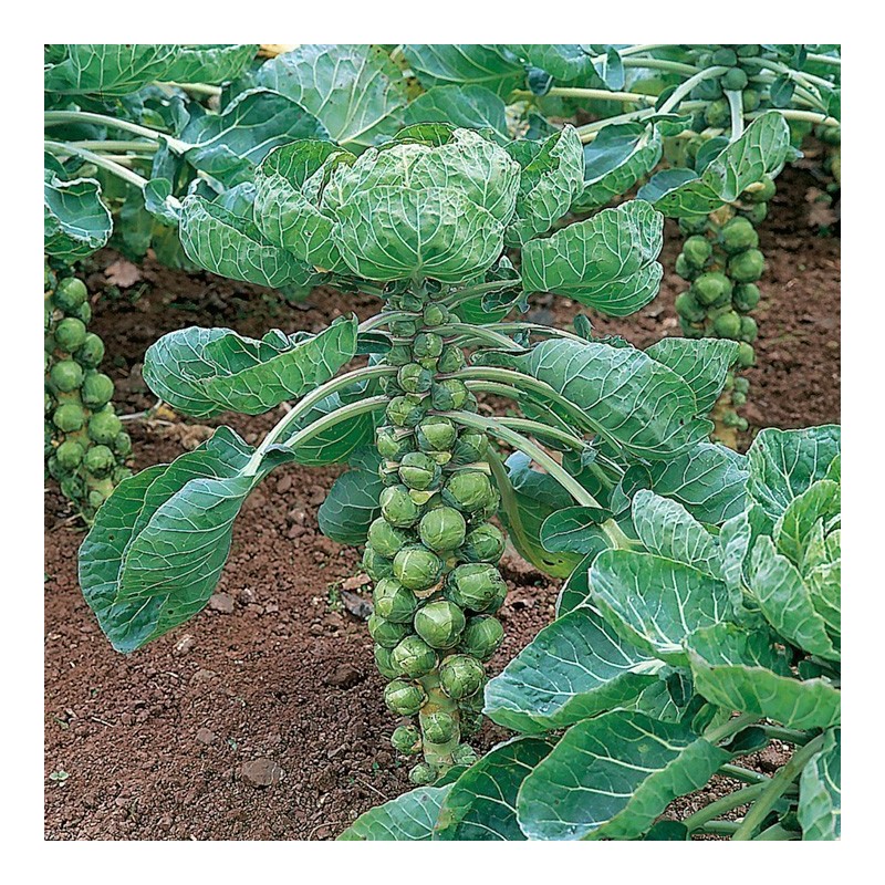 Prokelj - Kelj pupcar Seme Long Island Herkules | Seeds Shop Store