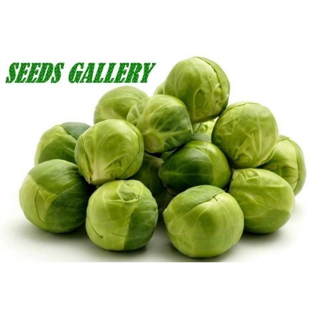 Prokelj - Kelj pupcar Seme Long Island Herkules | Seeds Shop Store