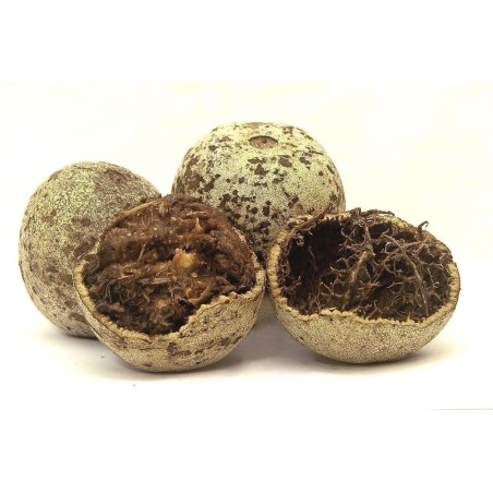 Indischer Holzapfel – Elefantenapfel Samen (Limonia acidissima) | Seeds Shop Store