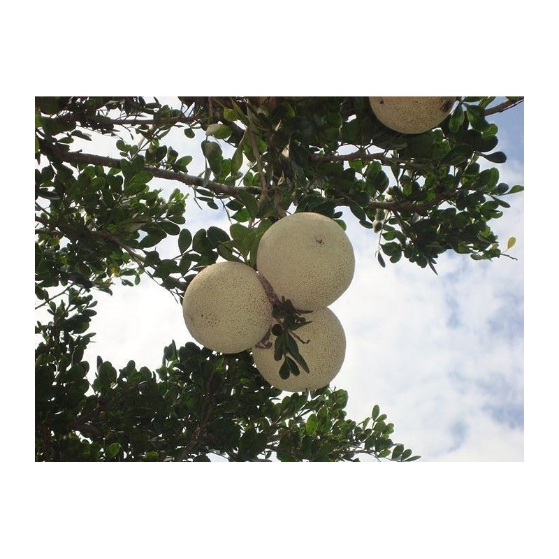 Indischer Holzapfel – Elefantenapfel Samen (Limonia acidissima) | Seeds Shop Store