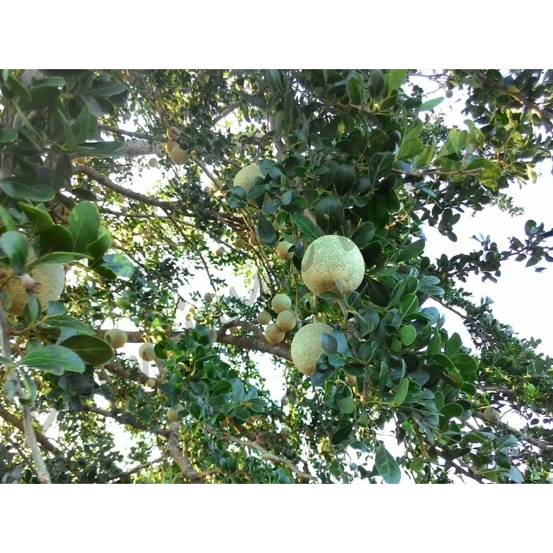 Indischer Holzapfel – Elefantenapfel Samen (Limonia acidissima) | Seeds Shop Store