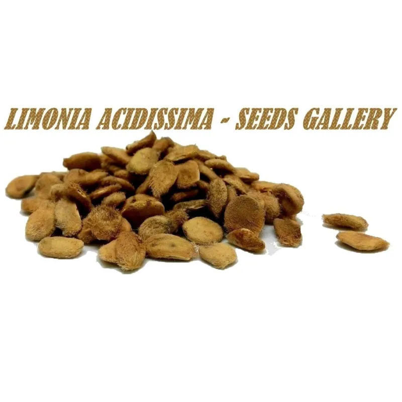 Indischer Holzapfel – Elefantenapfel Samen (Limonia acidissima) | Seeds Shop Store