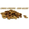 Indischer Holzapfel – Elefantenapfel Samen (Limonia acidissima) | Seeds Shop Store