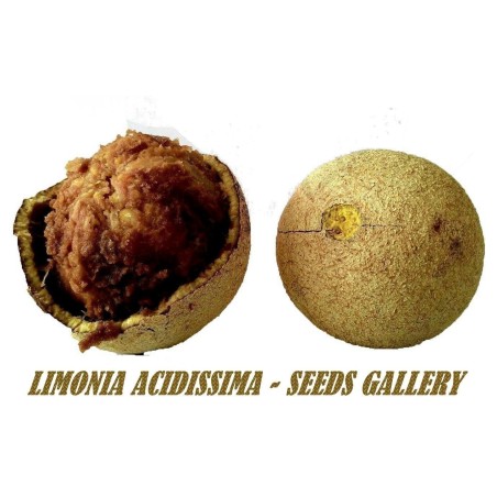 Indischer Holzapfel – Elefantenapfel Samen (Limonia acidissima) | Seeds Shop Store