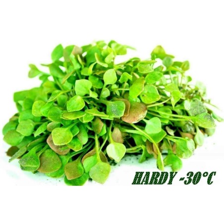 Winter Purslane Seeds (Claytonia perfoliata) | Seeds Shop Store
