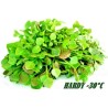 Sementes de beldroega de Inverno (Claytonia perfoliata | Seeds Shop Store