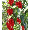 Sementes de Cereja Dos 5 Sabores (Schisandra chinensis) | Seeds Shop Store