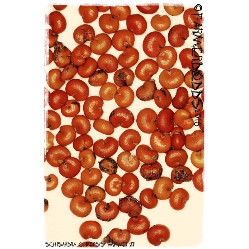 Sementes de Cereja Dos 5 Sabores (Schisandra chinensis) | Seeds Shop Store