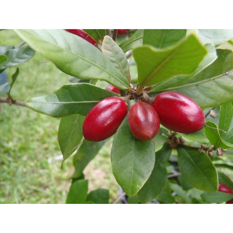 Mirakelfrucht, Wunderbeere Samen (Synsepalum dulcificum) | Seeds Shop Store