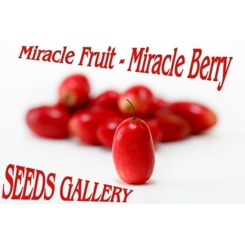 Mirakelfrucht, Wunderbeere Samen (Synsepalum dulcificum) | Seeds Shop Store