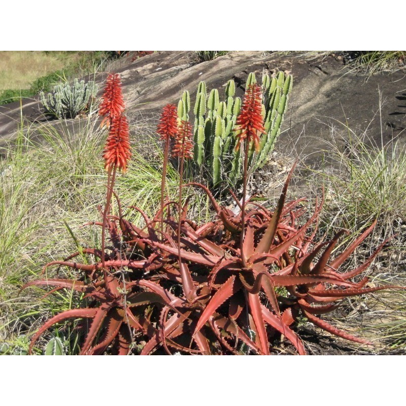 Sementes De Aloe Vermelha (Aloe cameronii) | Seeds Shop Store